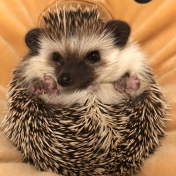 IMG_9118 Pikes Peak Veterinary Clinic PPVC Colorado Springs vet. client pet selfies hedgehog