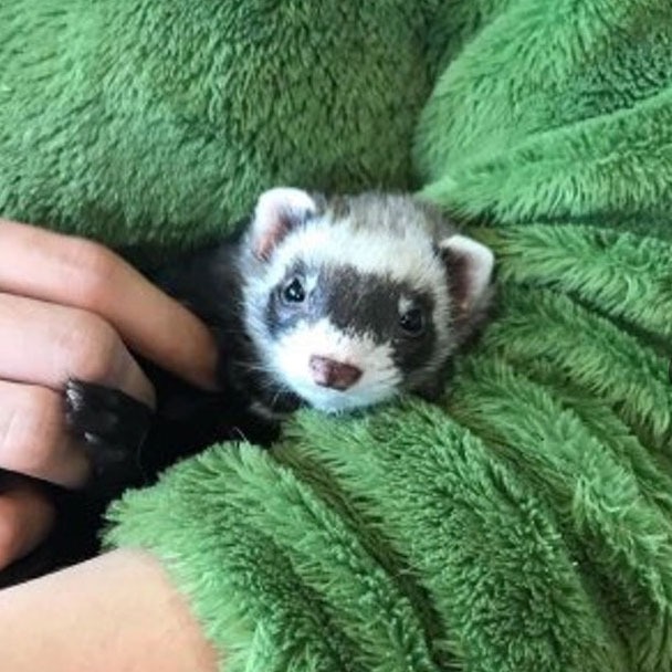 IMG_9137 Pikes Peak Veterinary Clinic PPVC Colorado Springs vet. client pet selfies ferret