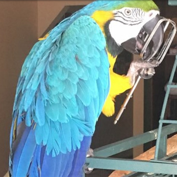 IMG_9143 Pikes Peak Veterinary Clinic PPVC Colorado Springs vet. client pet selfies macaw