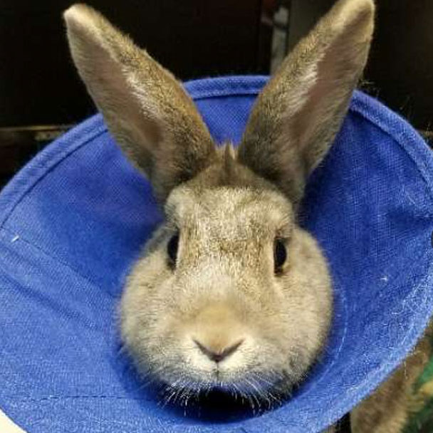 IMG_9144 Pikes Peak Veterinary Clinic PPVC Colorado Springs vet. client pet selfies bunny