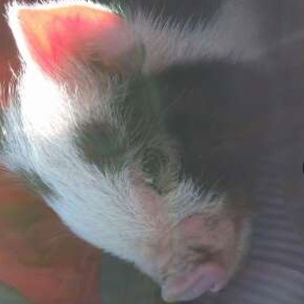 IMG_9146 Pikes Peak Veterinary Clinic PPVC Colorado Springs vet. client pet selfies pig