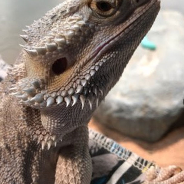 IMG_9147 Pikes Peak Veterinary Clinic PPVC Colorado Springs vet. client pet selfies lizard