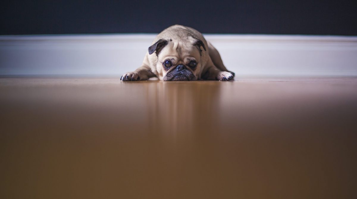 Pet Pain Is Not Always Obvious.