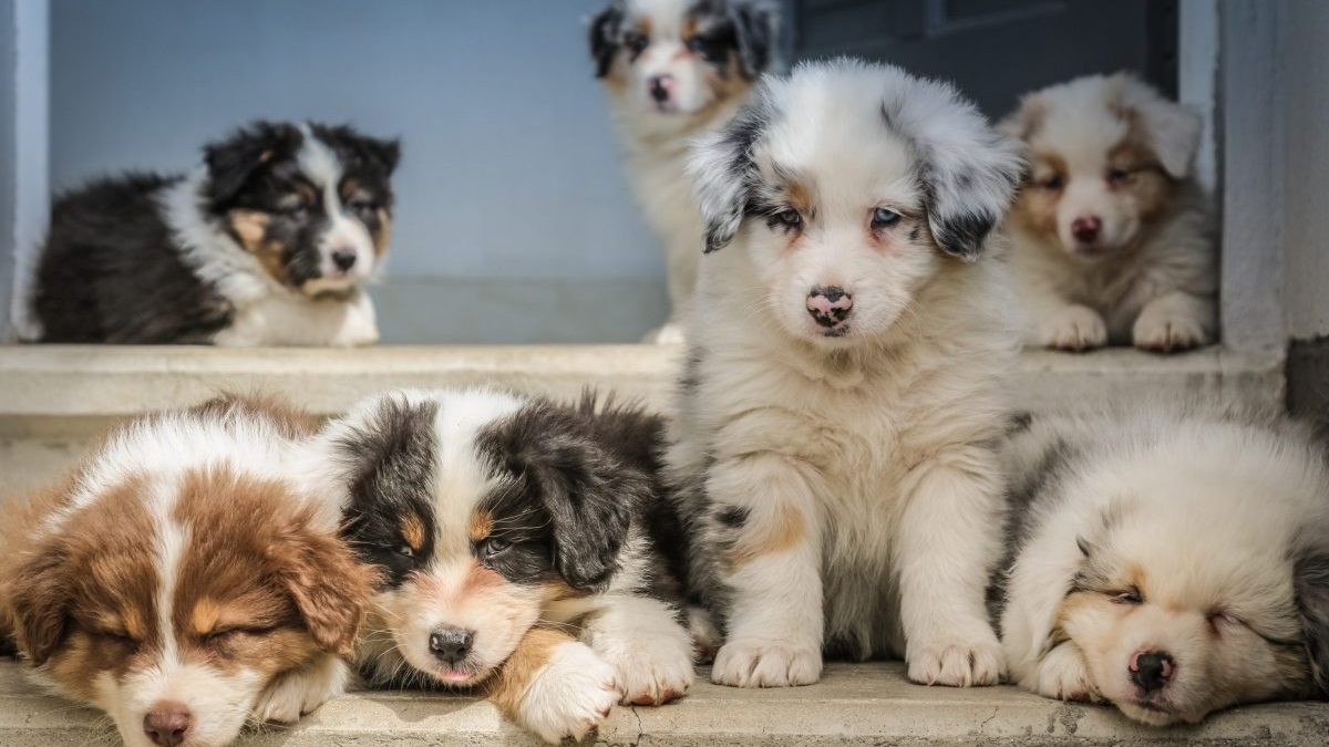 Puppies Need Regular Vet Care