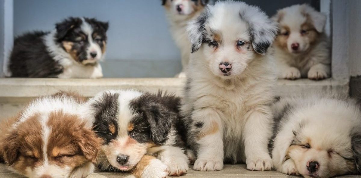 Puppies Need Regular Vet Care