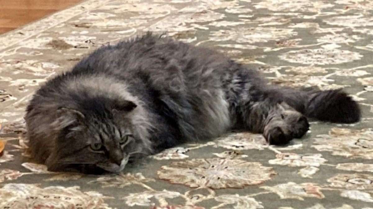 Hercules in his furever home