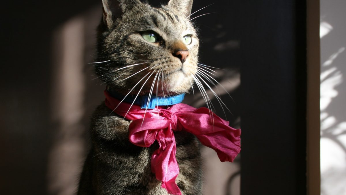 November Is Pet Cancer Awareness Month