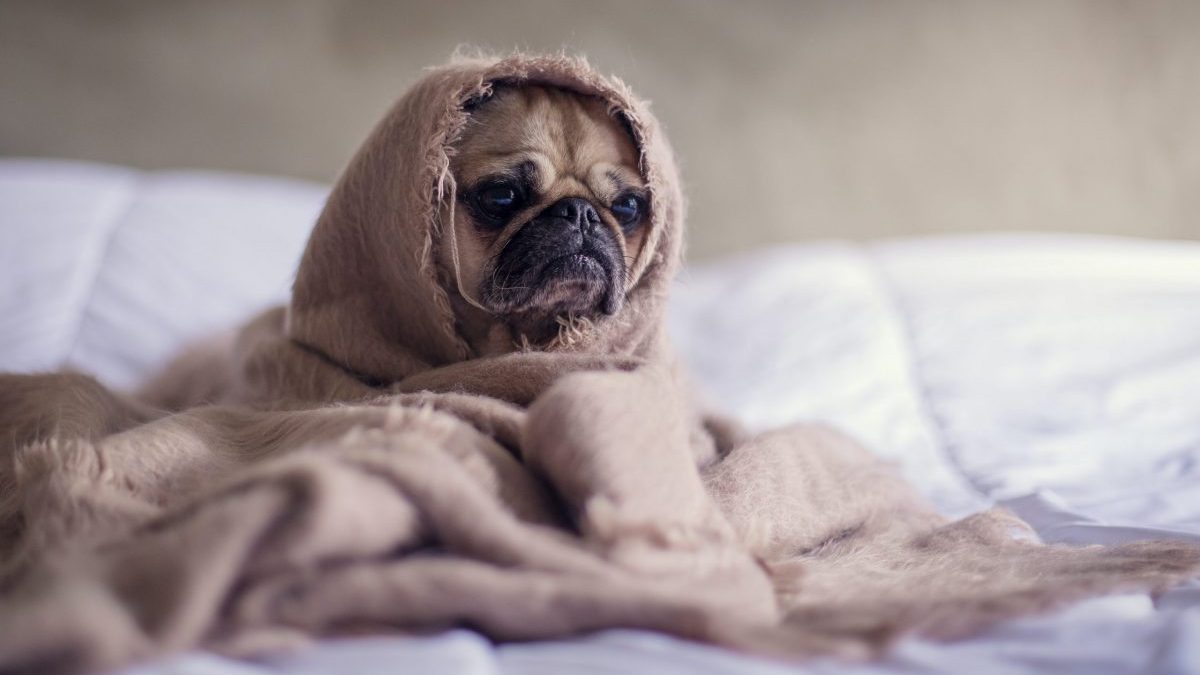 Dog wrapped in a blanket and in bed