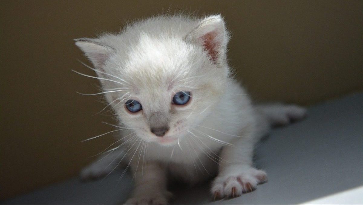 For the love of Tolliver