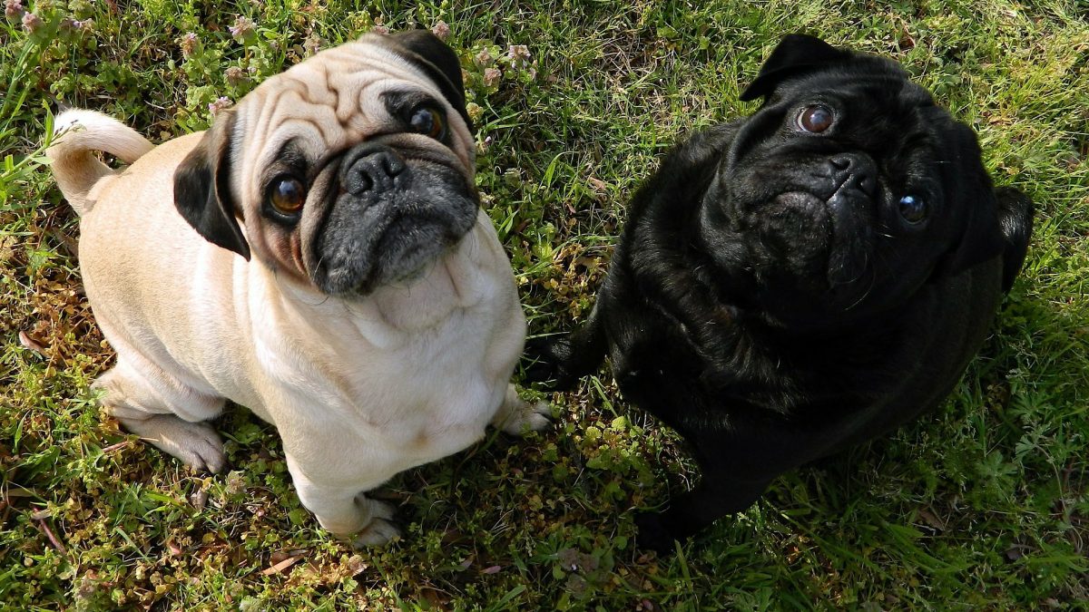 PPVC Breed Specific: The Pug