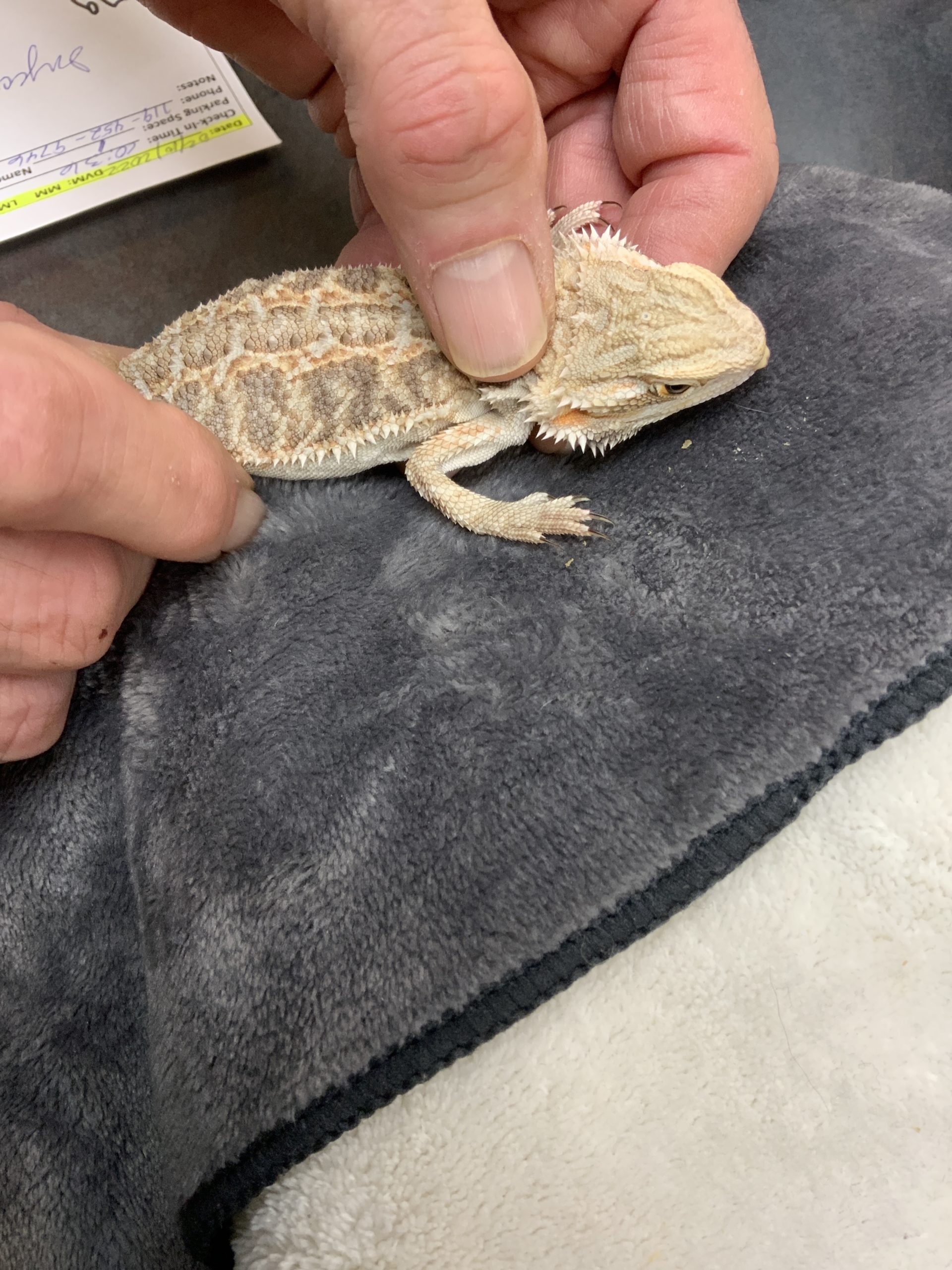 Beardie with MDB shows no muscle along his spine.