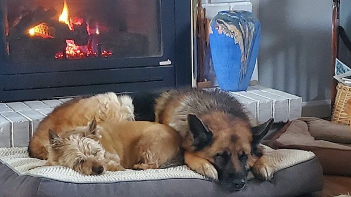 Boo and Holly snuggle by the fire.