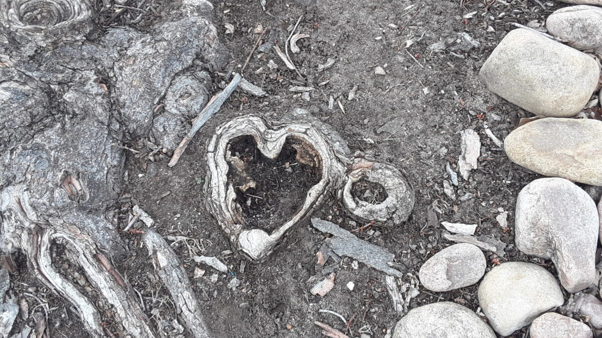 Heart-shaped tree root