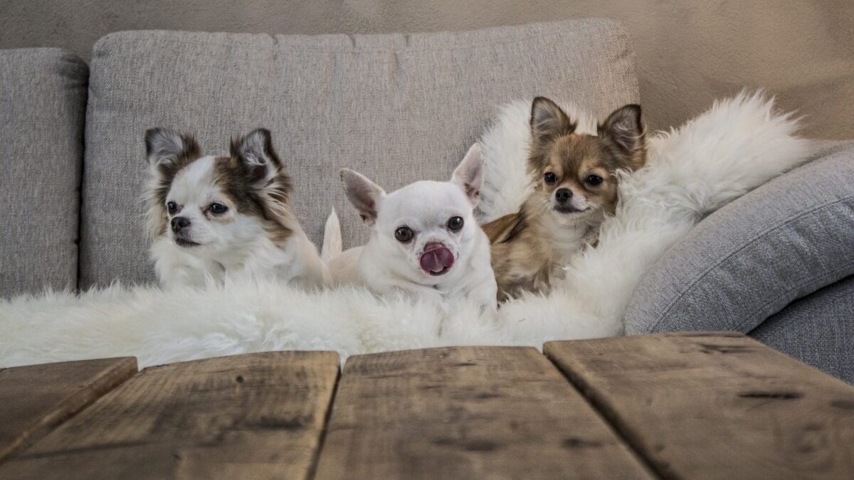 Chihuahuas come in all colors and sizes.