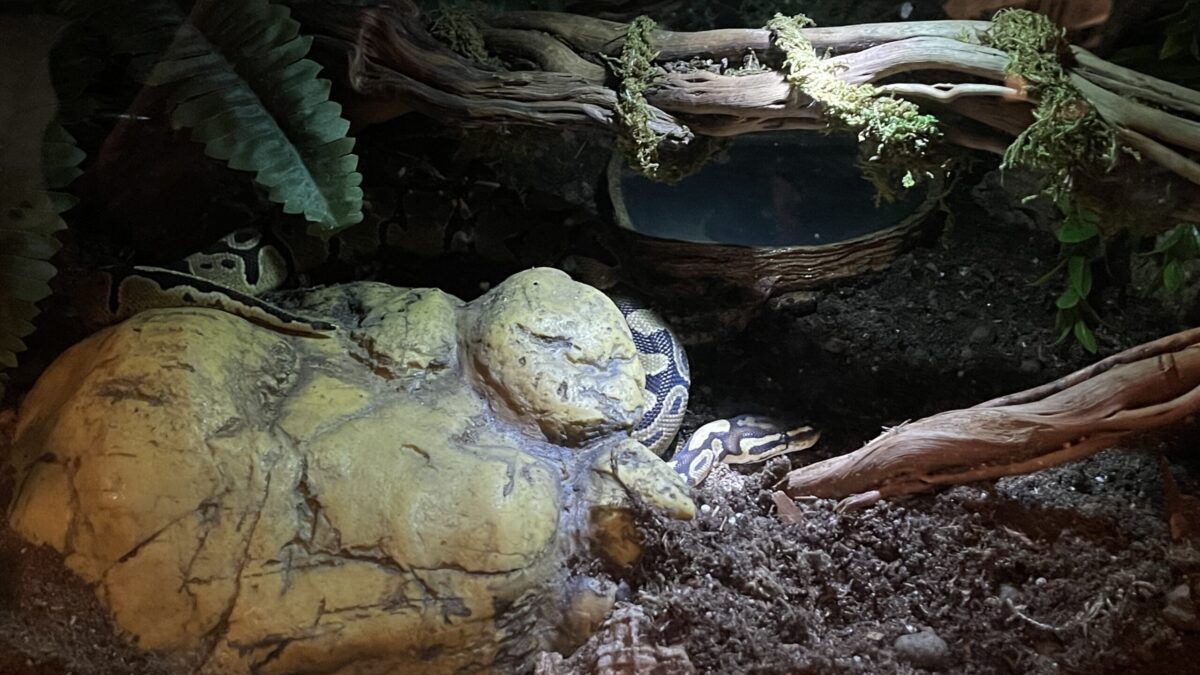 Athena enjoys a home with a lot of interest.