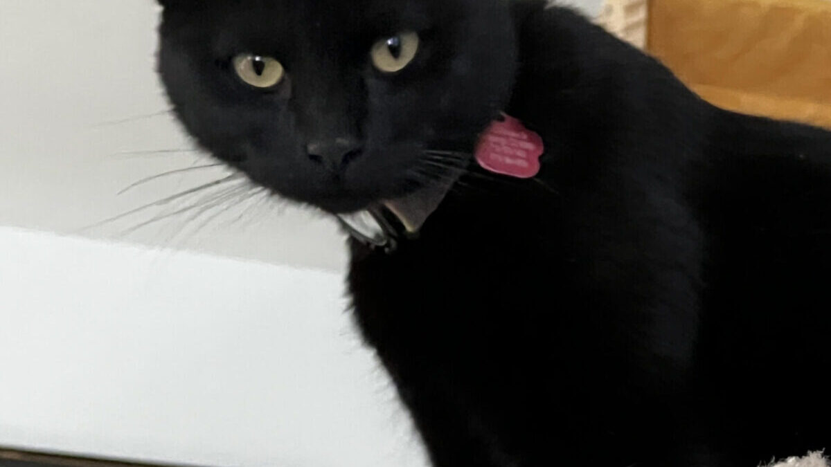 Ty-Lee has shifted from fierce to friendly.