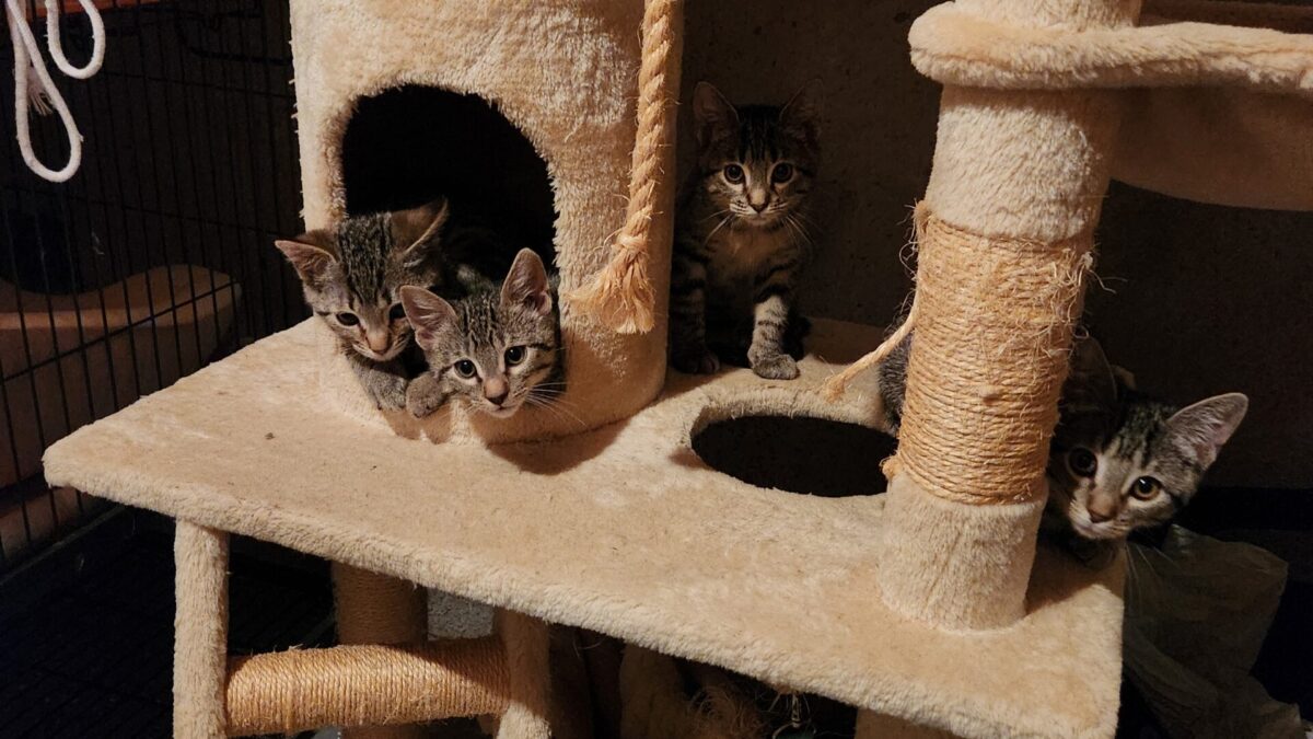 Foster kittens play on their cat tower.