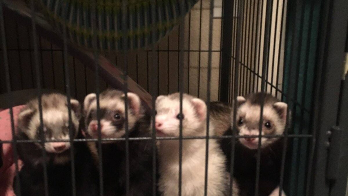 Tyler's Ferret Family