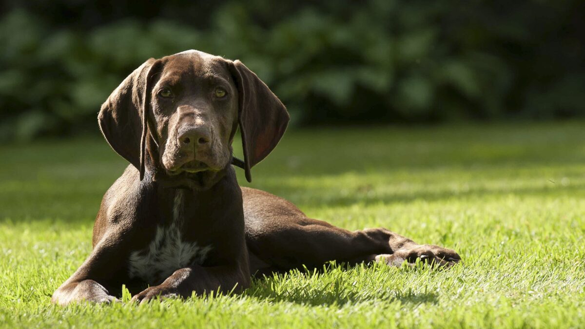 The German Shorthair Pointer