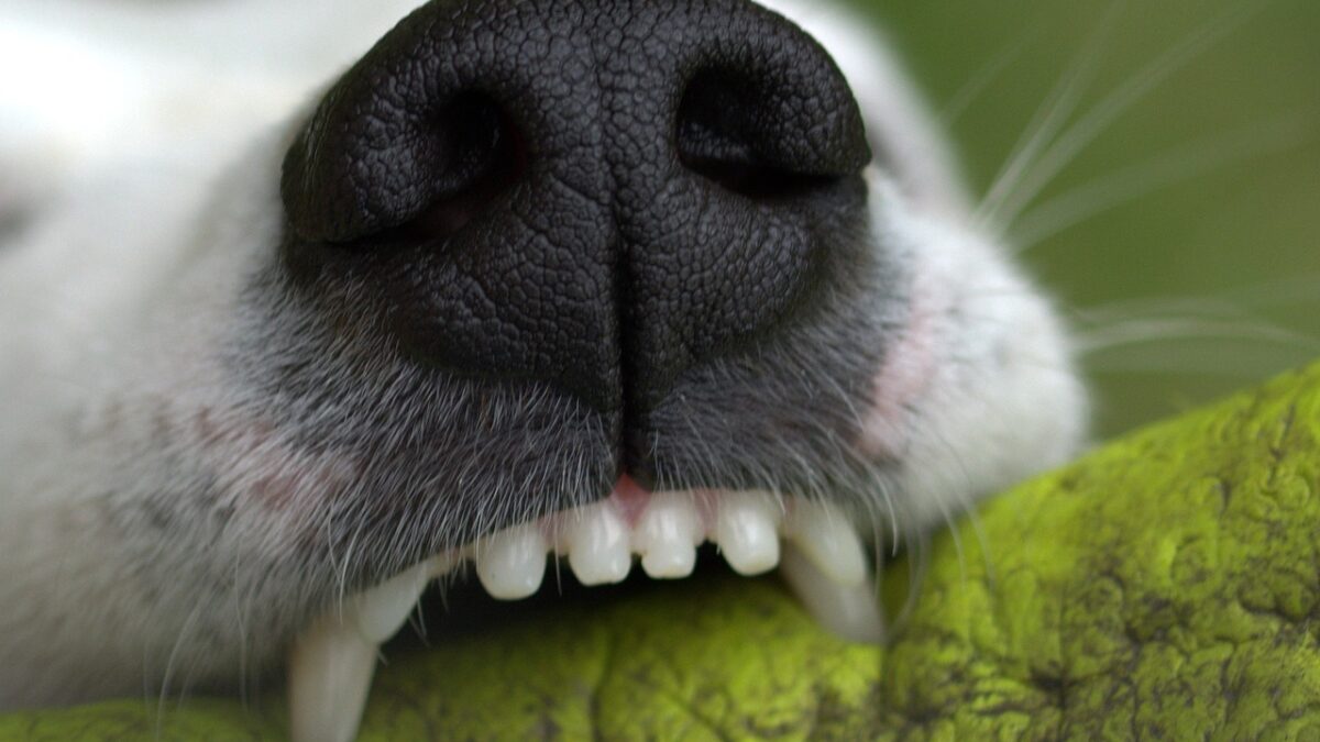 Dog Bites Are on the Rise