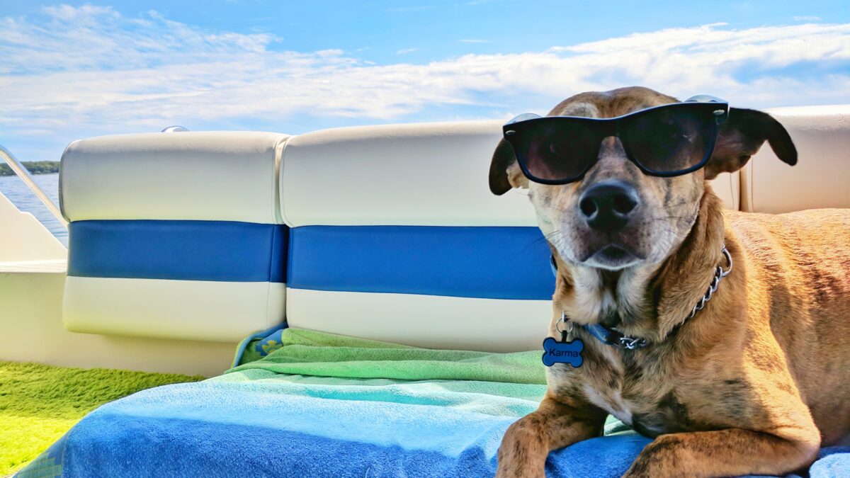 Whether in the car or on a cruise, taking your pet traveling with you can be fun!