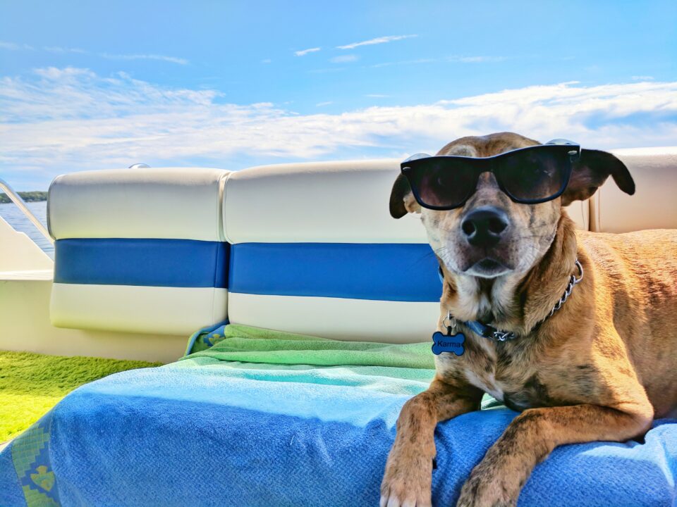 Whether in the car or on a cruise, taking your pet traveling with you can be fun!