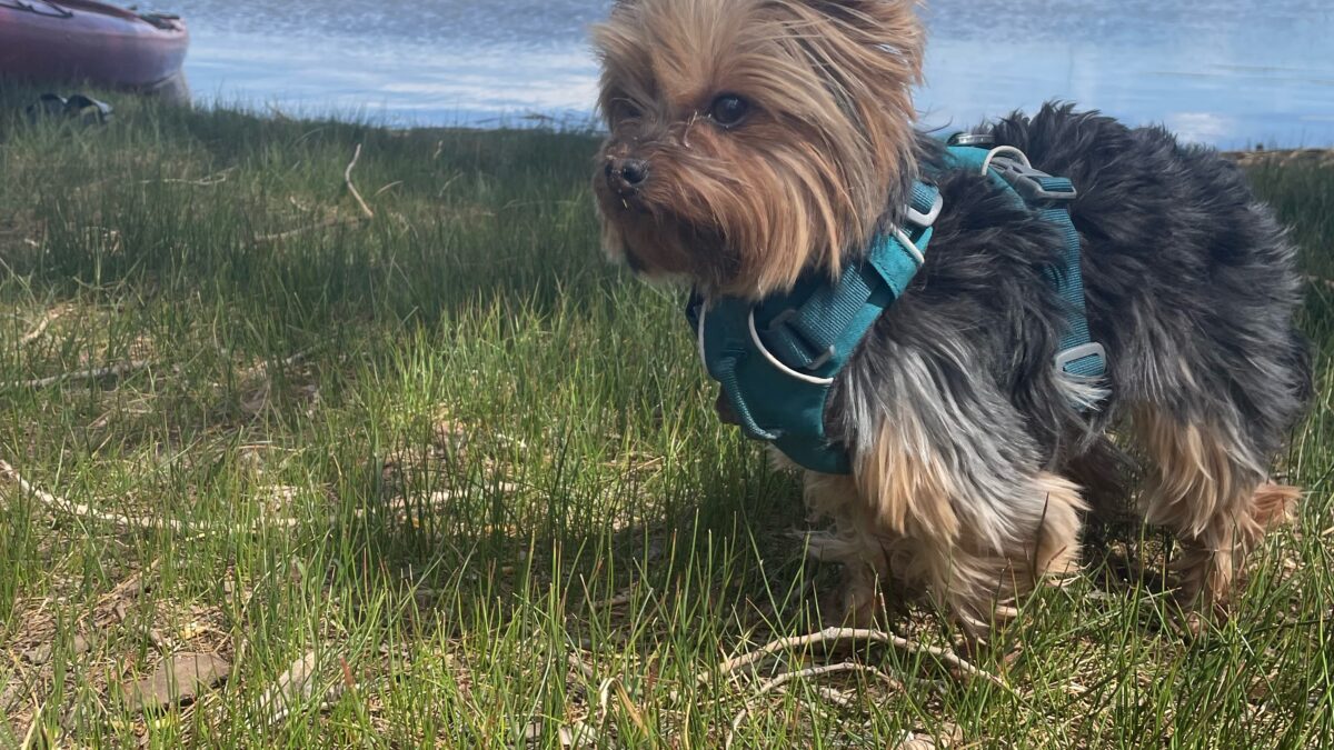 Yorkies are active outdoor dogs.