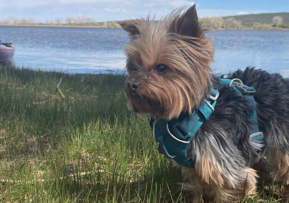 Yorkies are active outdoor dogs.