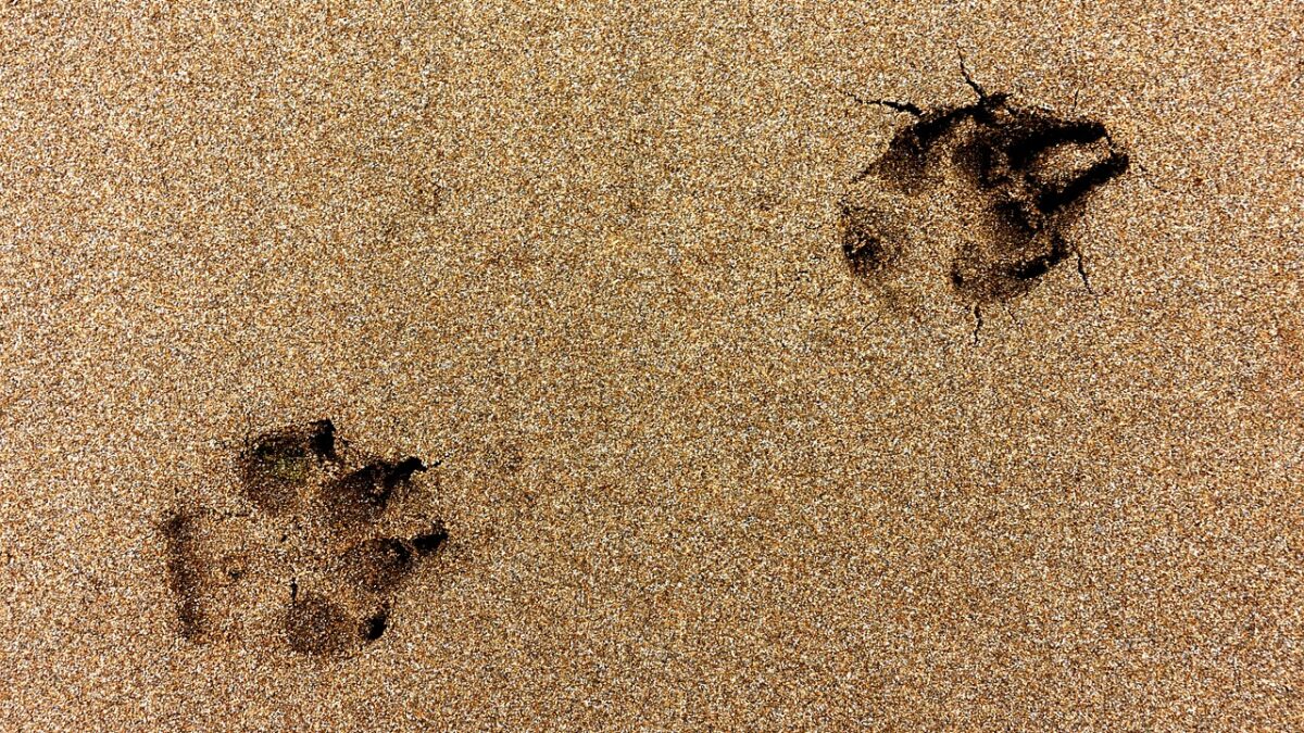 Photo credit for pawprints in the sand go to Andrew Martin https://pixabay.com/photos/paw-print-dog-beach-sand-2467348/