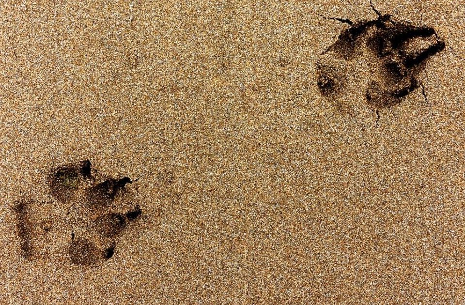 Photo credit for pawprints in the sand go to Andrew Martin https://pixabay.com/photos/paw-print-dog-beach-sand-2467348/