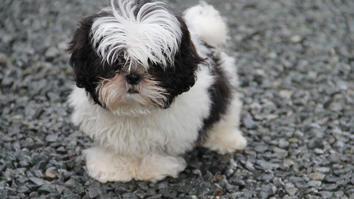 Shih Tzus are sweet natured small dogs.