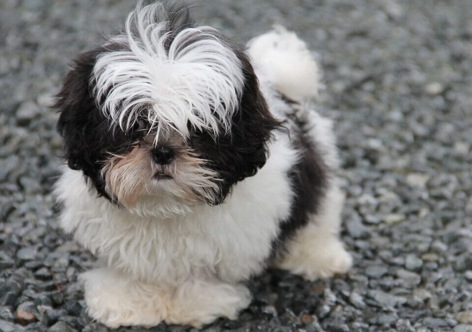 Shih Tzus are sweet natured small dogs.