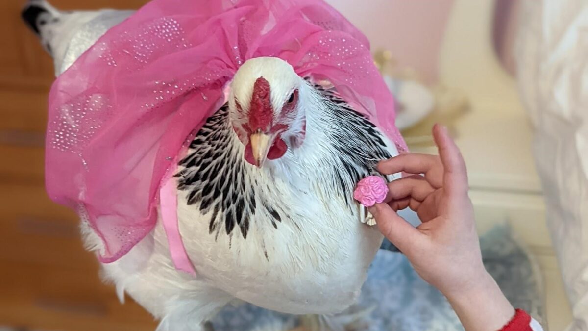 Many people treat their backyard chickens like pets.