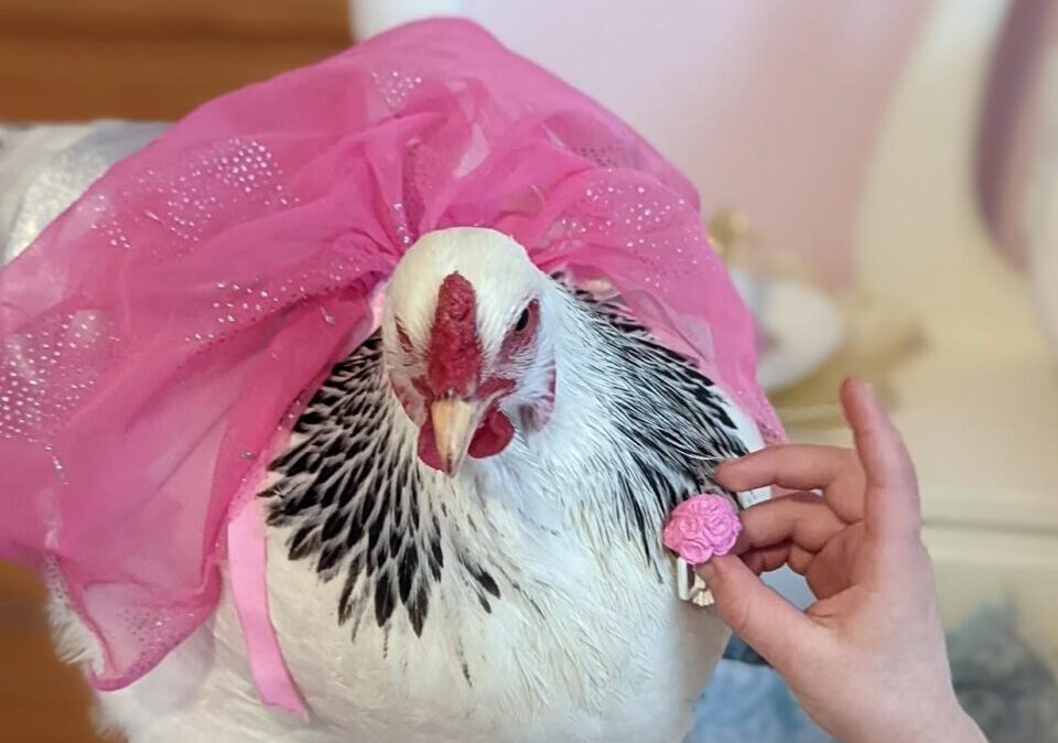 Many people treat their backyard chickens like pets.