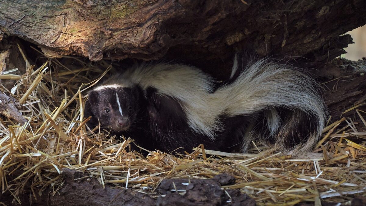 Skunks are cute, but it's no fun if your pups get sprayed.