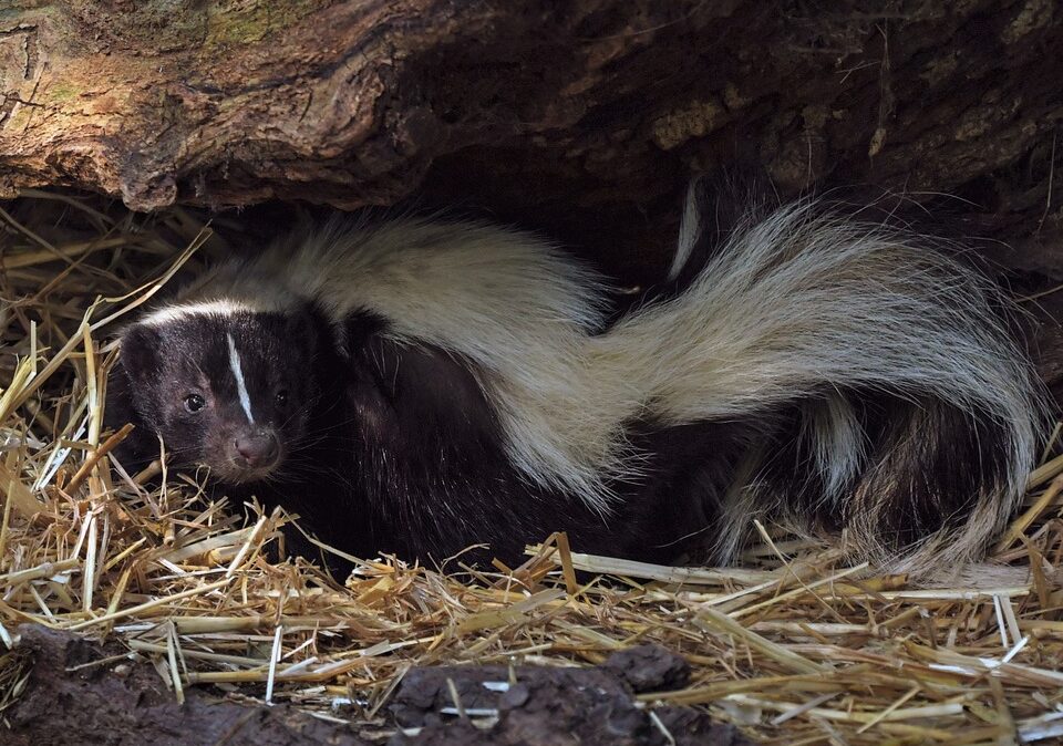 Skunks are cute, but it's no fun if your pups get sprayed.
