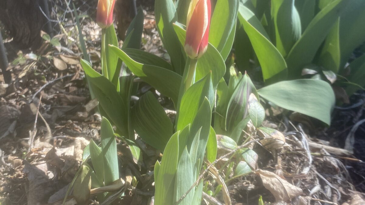Tulips along with many other spring bulbs are toxic to cats.