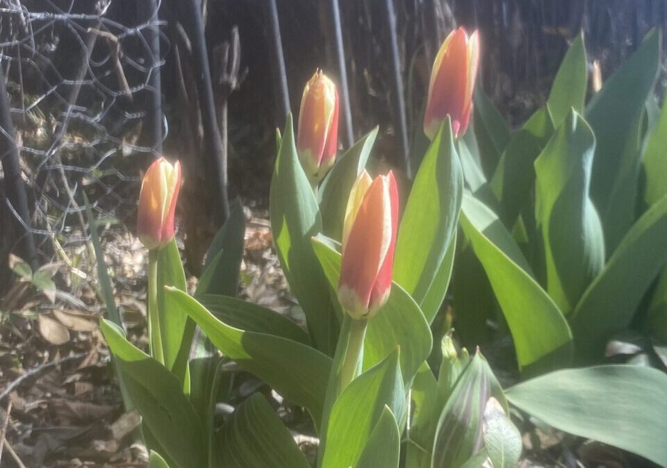 Tulips along with many other spring bulbs are toxic to cats.