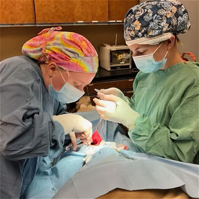 slider-11 Our pet surgeons operating at Pikes Peak Veterinary Clinic, Colorado Springs.