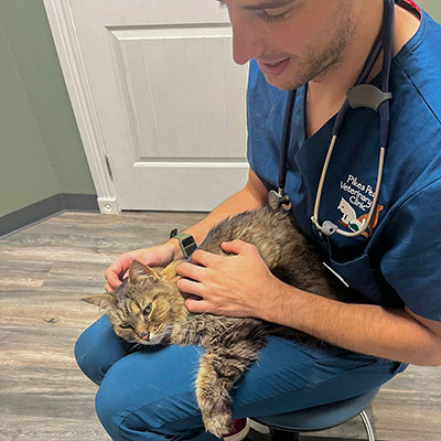 slider-8 A tech with a cat at Pikes Peak Veterinary Clinic, Colorado Springs.