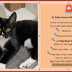 What to do if you find a litter of kittens.