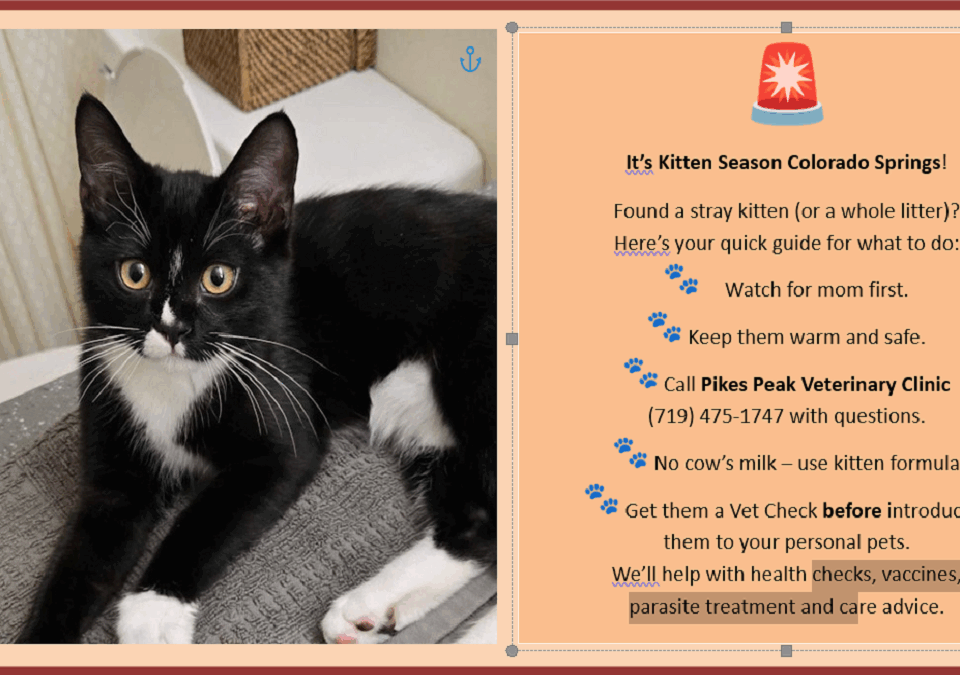 What to do if you find a litter of kittens.