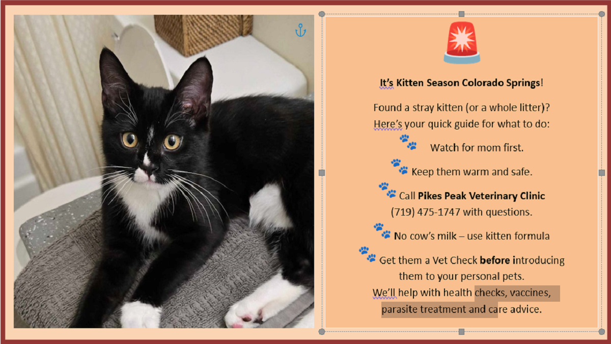 What to do if you find a litter of kittens.