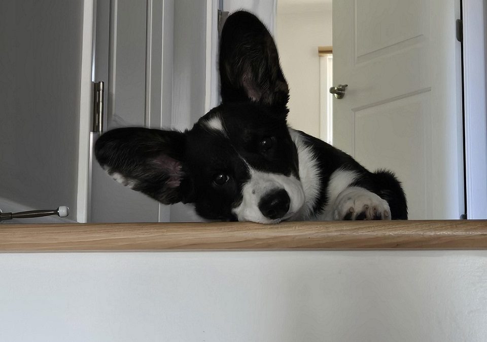 Cute Corgi Vamping for Ringworm Awareness