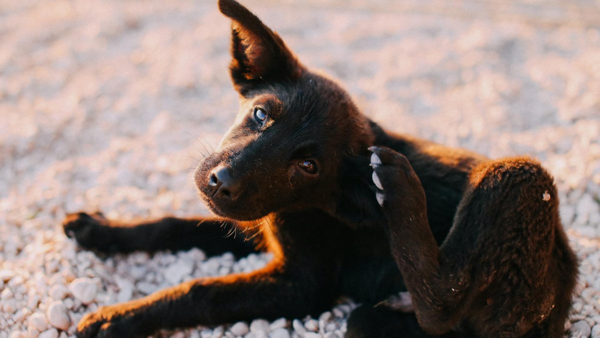 Chocolate labrador retriever puppy scratching his/her ear