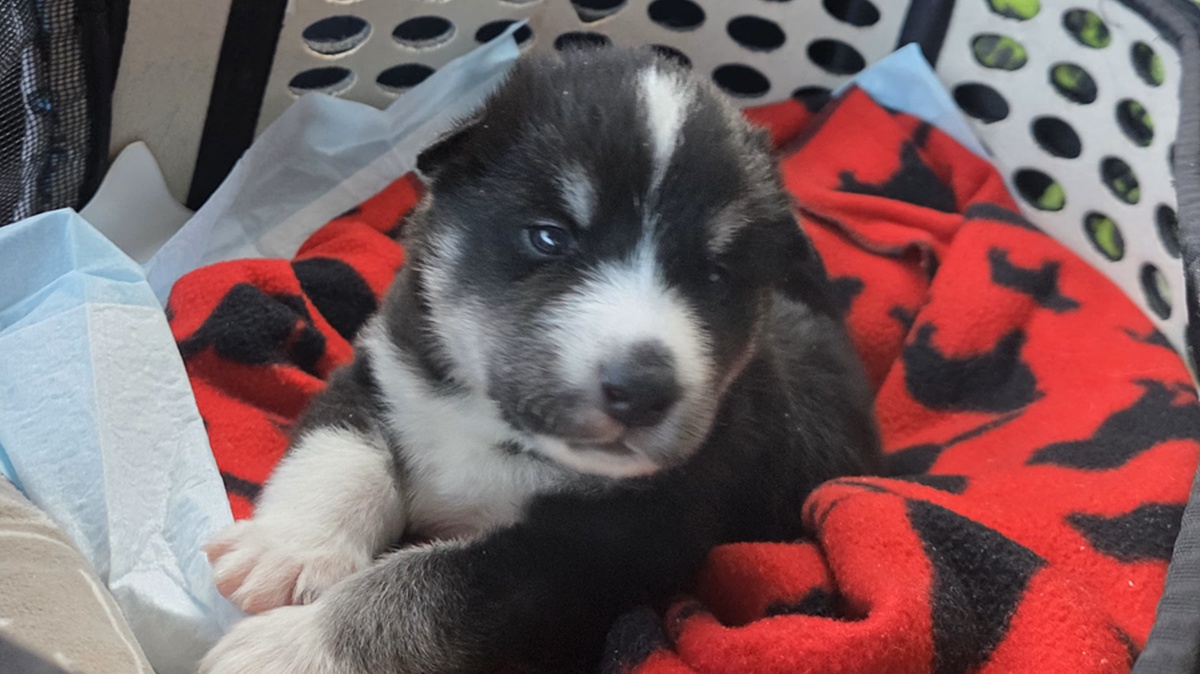 A newborn puppy needs a cozy basket with blankets.